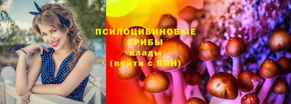 прущие грибы Аркадак